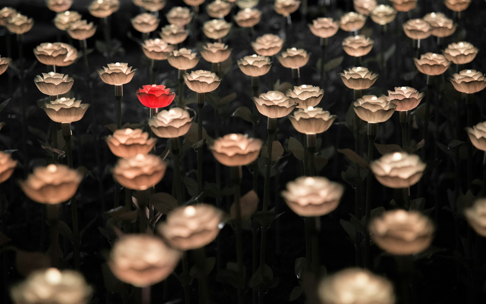 Photo by Arisa Chattasa white rose flowers